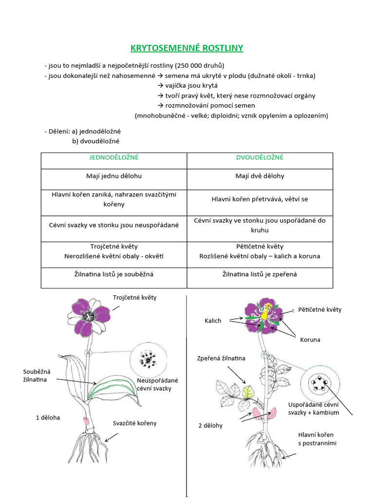 Krytosemenné Rostliny | PDF