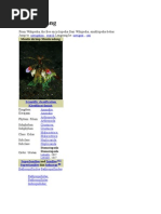 Download Mantis Udang by Ekalarsi SN74272975 doc pdf