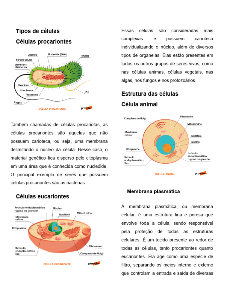 Tipos e Estruturas de Células | PDF | Célula (Biologia) | Citoplasma