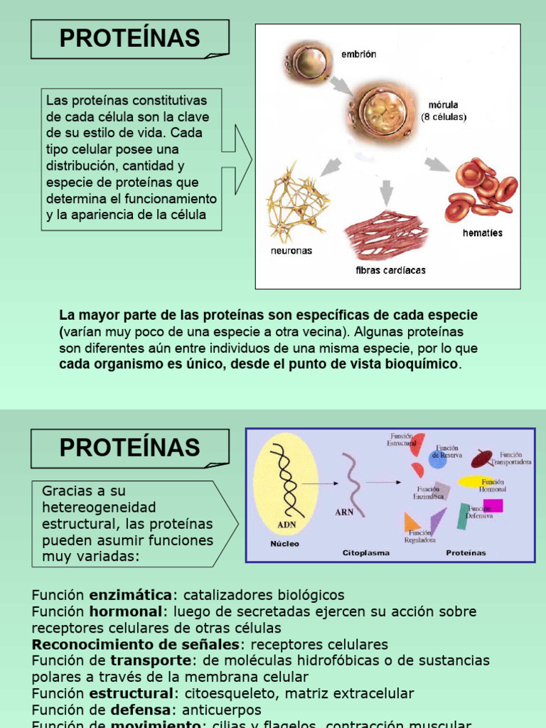 PROTEINAS y Ac - Nucleicos | PDF | Aminoácidos | Estructura proteica