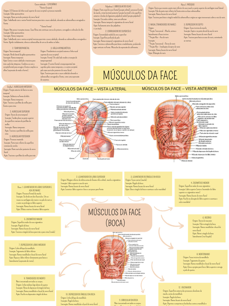 Músculos Da Face E Pescoço Download Grátis Pdf Olho Humano Anatomia