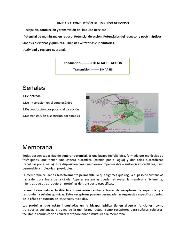 Conducción del Impulso Nervioso | PDF | Potencial de acción | Sinapsis
