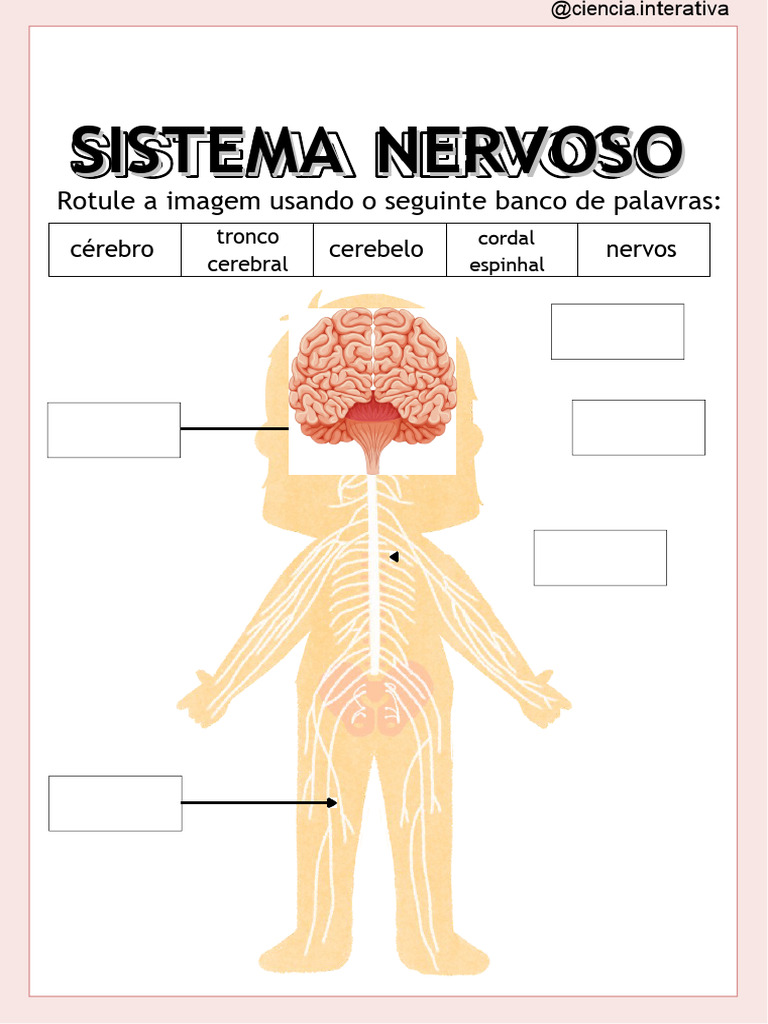 Atividades sobre o Sistema Nervoso | PDF | Cérebro | Sistema nervoso
