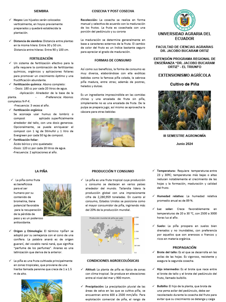 Triptico Piña - Informacion | PDF | Piña | Fruta