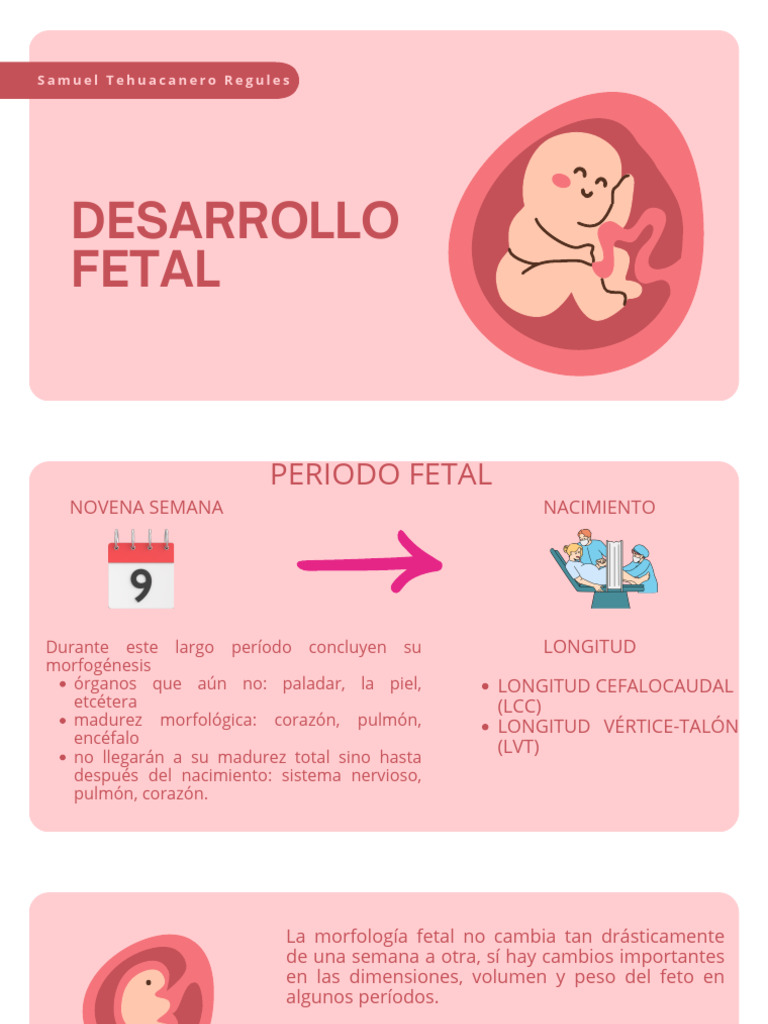 Desarrollo Fetal: Semanas Clave | PDF | Feto | Anatomía