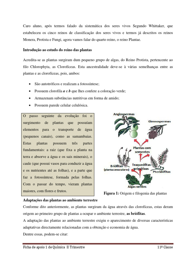 Ficha 1 11abiologia. II T-1 | PDF | Plantas | Reprodução, image size:768x1024
