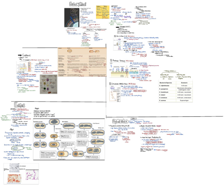 Bacteria Structure 3 Endotoxins Exotoxins Pdf