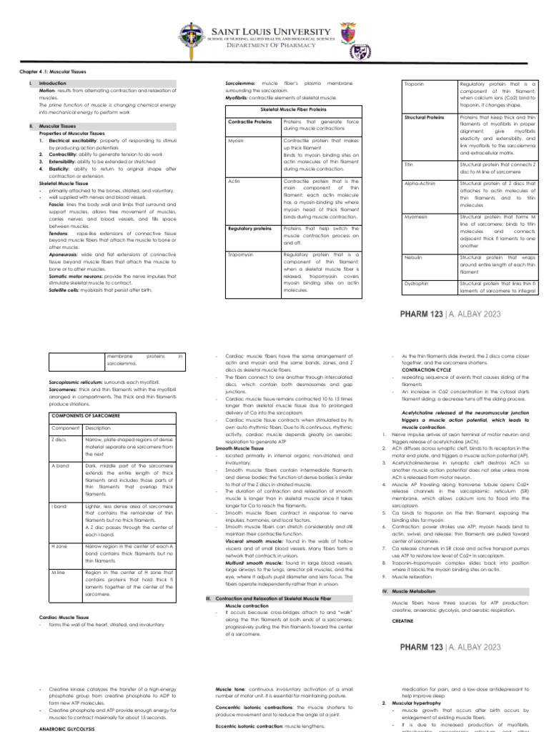 Muscular System Handout Part 1 | PDF | Muscle Contraction | Skeletal Muscle