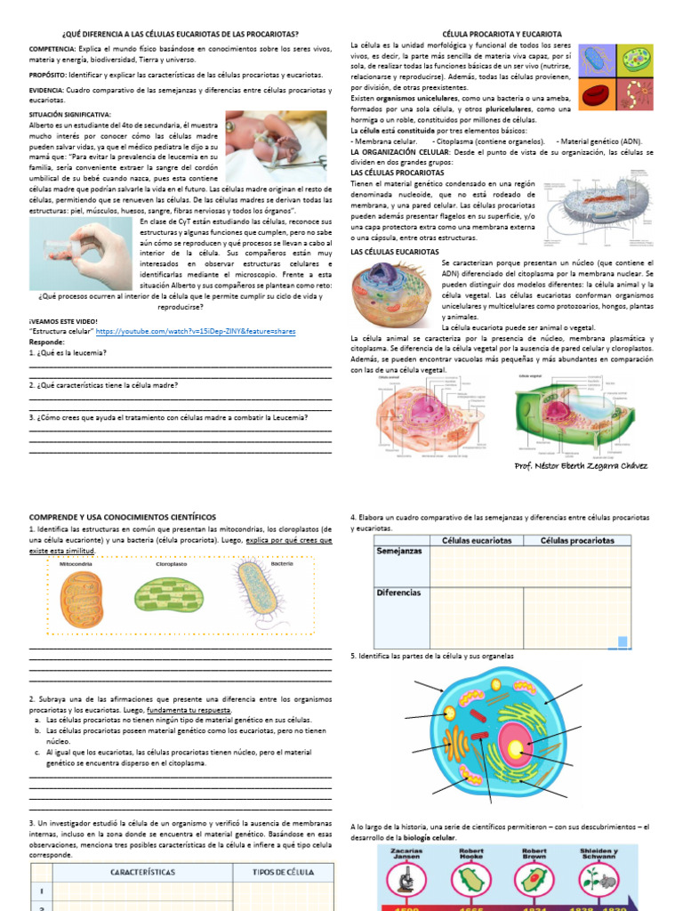 Comparativa de Células Eucariotas y Procariotas | PDF | Biología ...