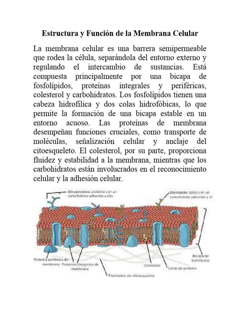 Estructura y Función de la Membrana Celular | PDF