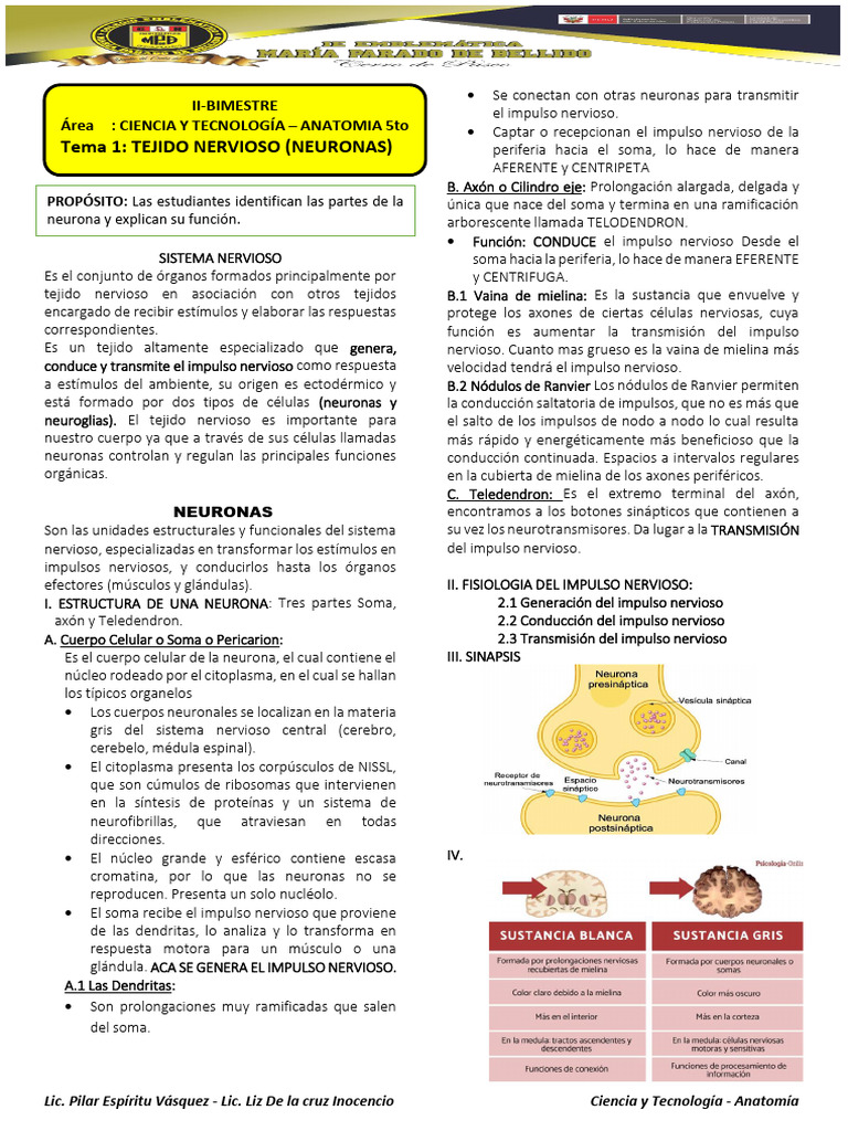 Estructura y Función de las Neuronas | PDF | Sinapsis | Neurona