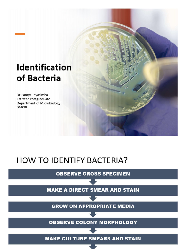 06 Identification of Bacteria Bmcri | PDF | Staphylococcus | Microbiology