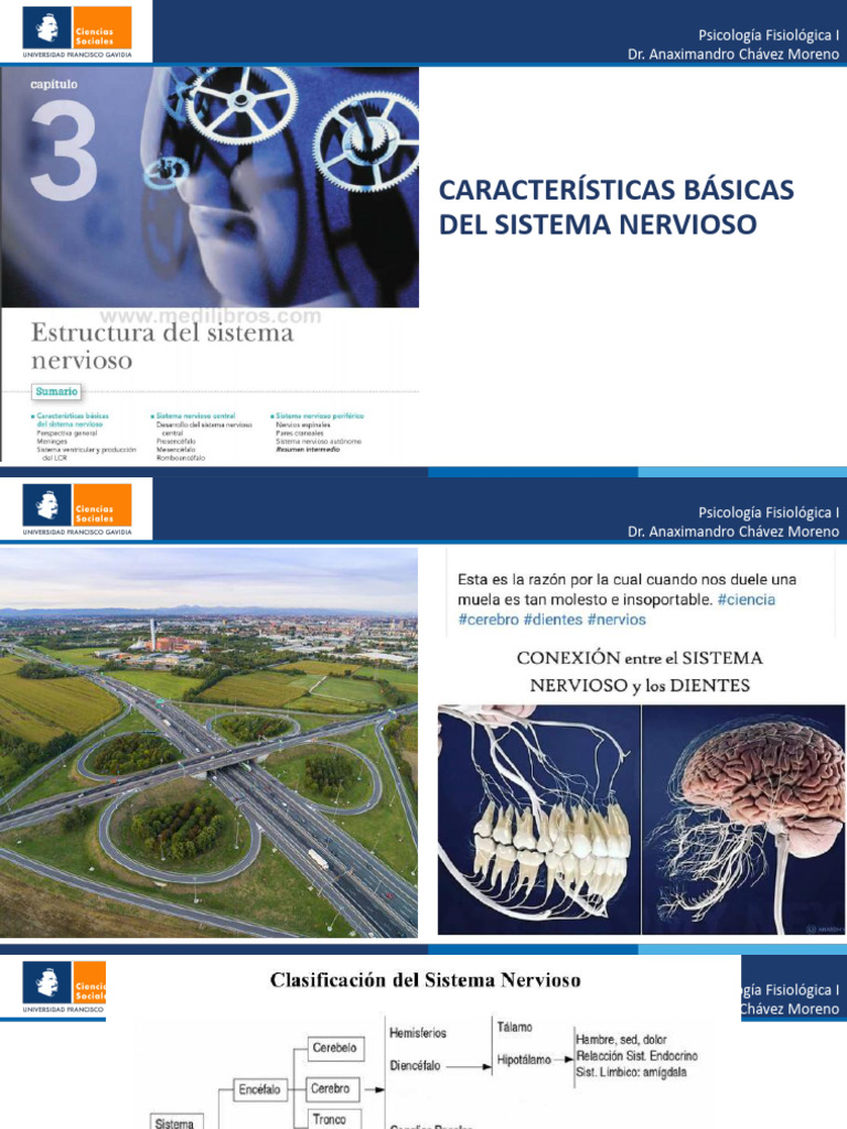 C1 caracteristicas basicas del sistema nervioso pdf fluido