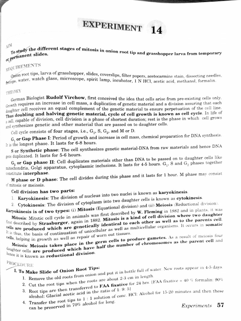 Experiment no 2 1 download free pdf mitosis chromosome