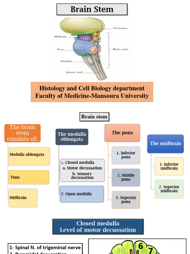 Brain Stem Download Free Pdf Brainstem Brain