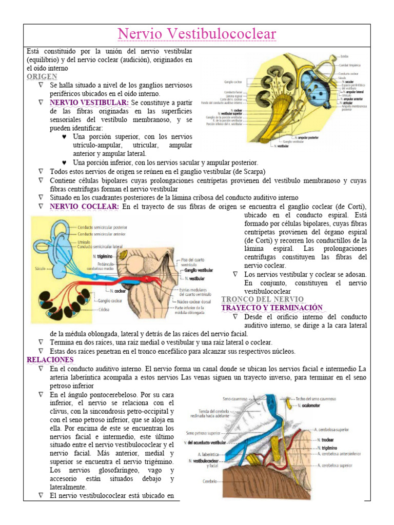 Anatomía y Trayecto del Nervio Vestibulococlear | PDF | Nervio ...