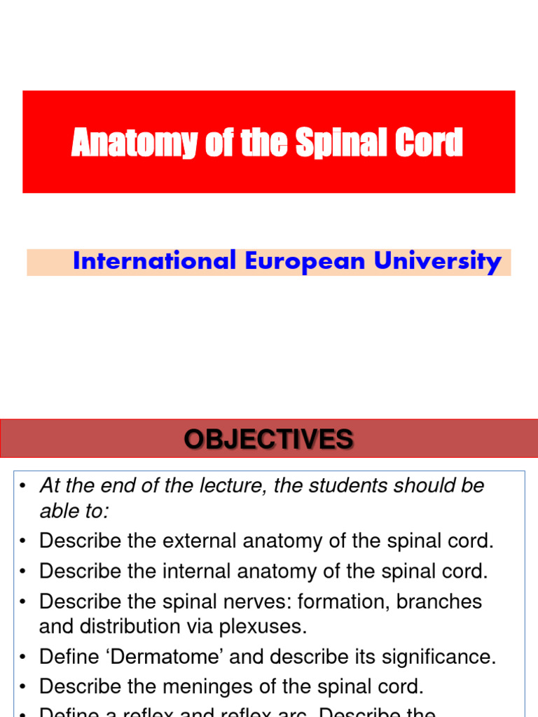 2 - Anatomy of The Spinal Cord | PDF | Spinal Cord | Vertebral Column