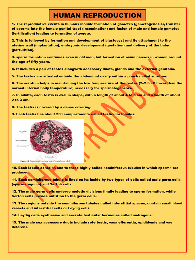 Human reproductio class 12th pdf menstrual cycle testicle