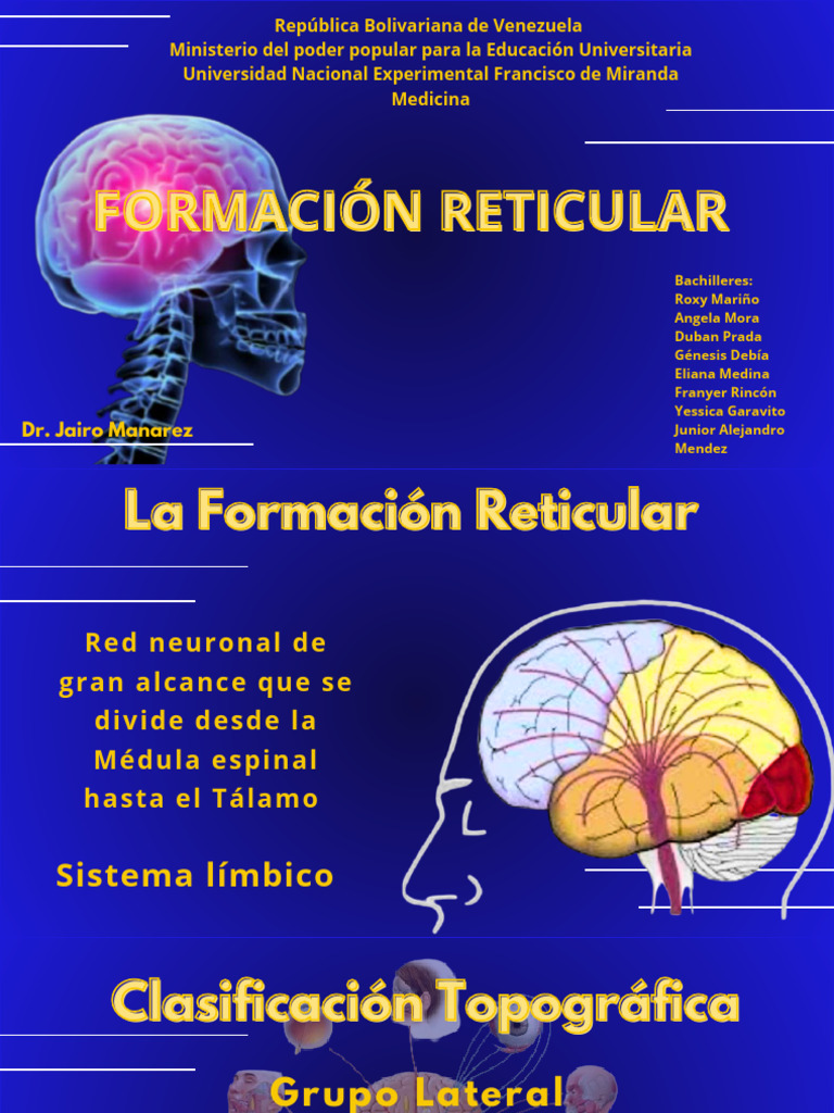 Formación Reticular: Funciones y Estructura | PDF | Cerebro | Dolor