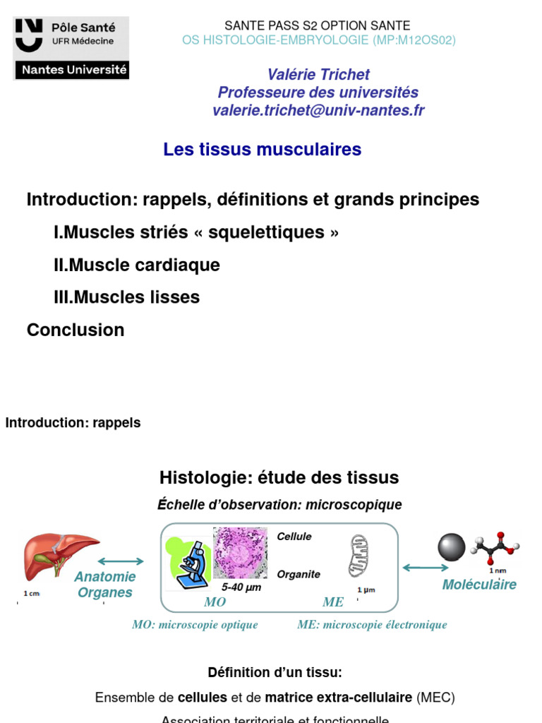 Tissus musculaires et cellules rameuses | PDF | Contraction du muscle ...