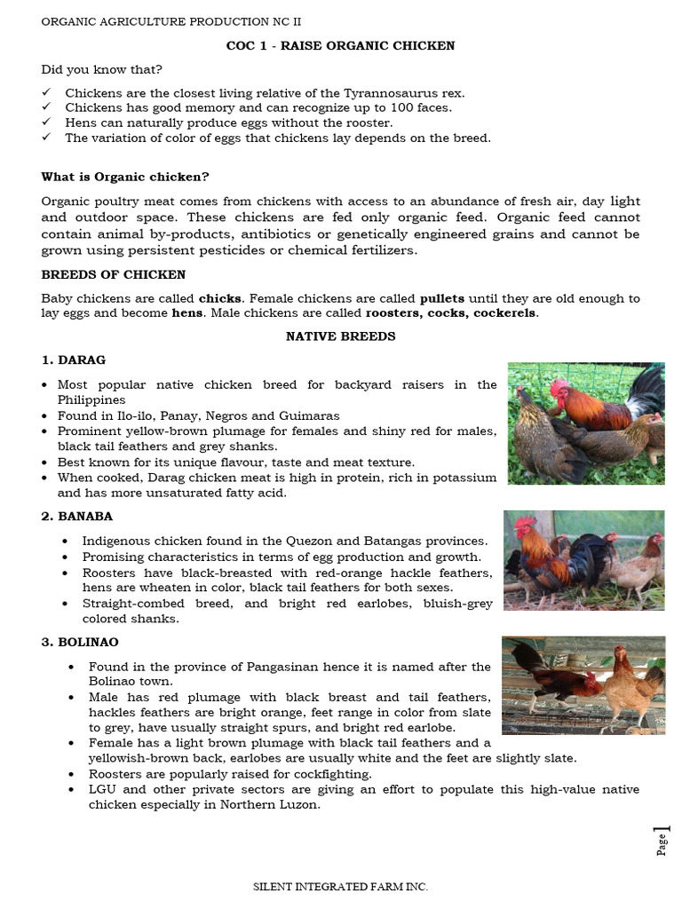Raising Organic Chicken in the Philippines | PDF | Chicken | Dietary Fiber