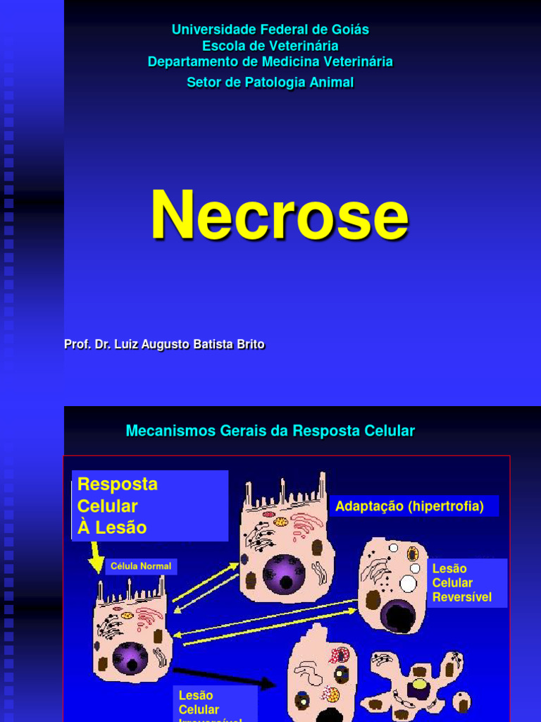 Mecanismos e Tipos de Necrose Celular | PDF | Necrose | Apoptose