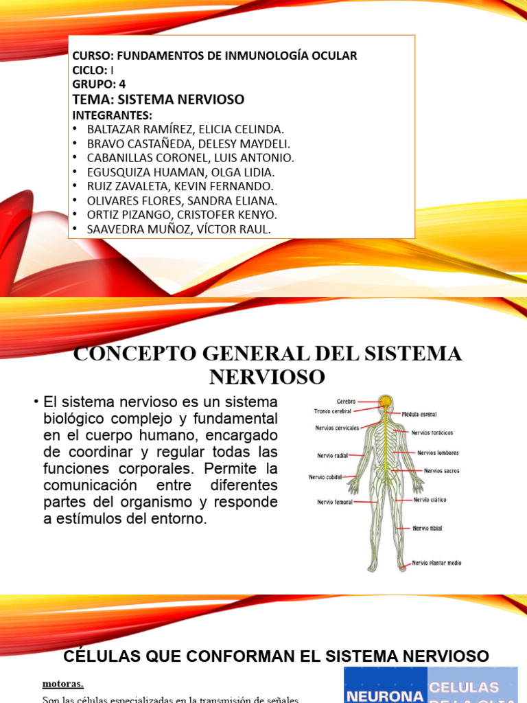 Sistema Nervioso-Grupo 4 | PDF | Enfermedad de Parkinson | Sistema nervioso
