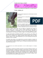 03 - Alimentacion Del Caballo