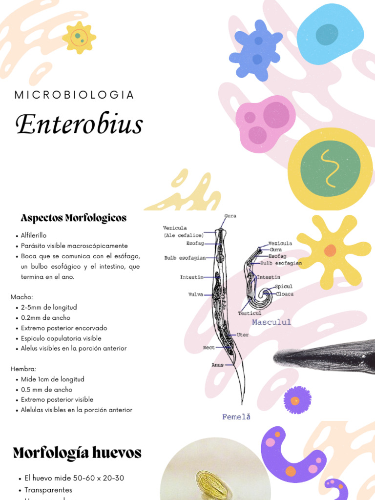 Presentación Enterobius | PDF | Gastroenterología | Parasitología