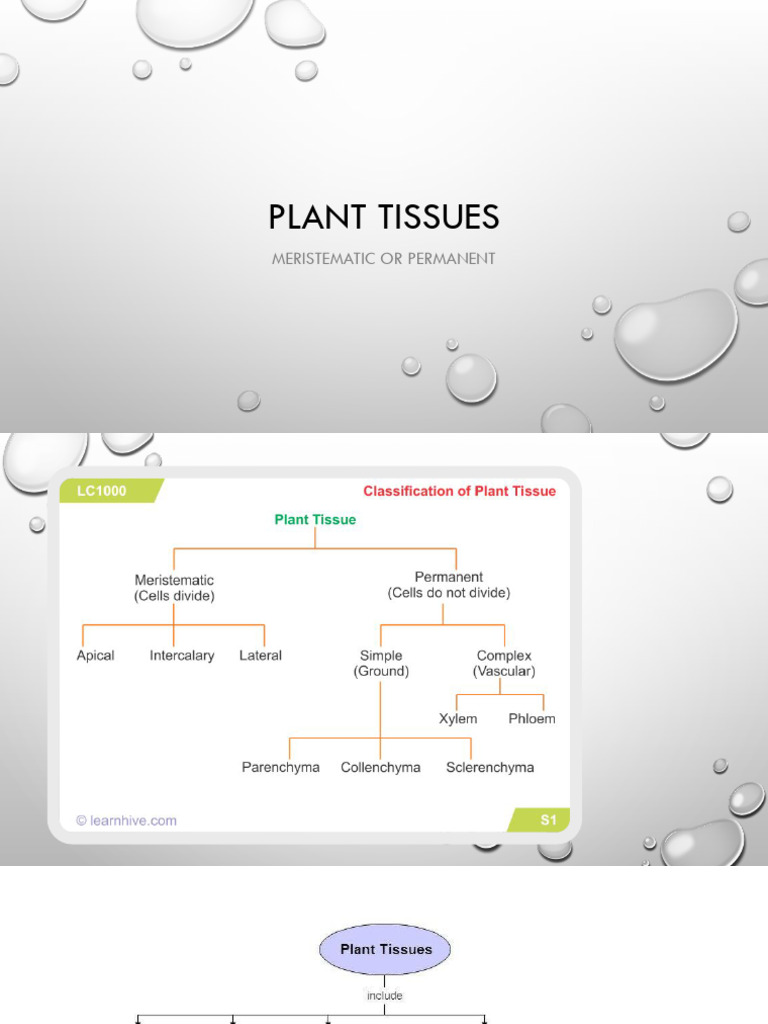Overview of Plant and Animal Tissues | PDF | Epithelium | Tissue (Biology)