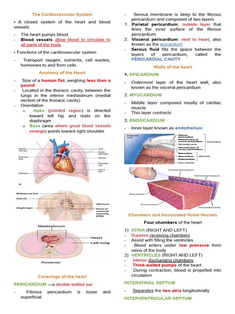 Overview of the Cardiovascular System | PDF | Heart Valve | Heart