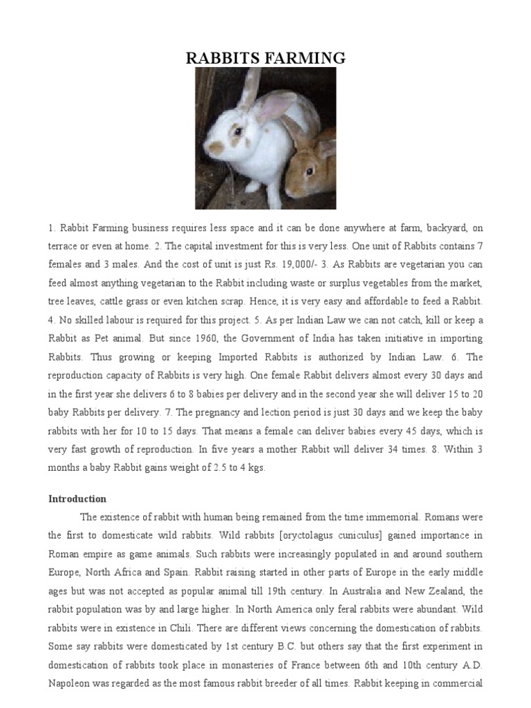 Rabbits Farming PDF Rabbit Meat