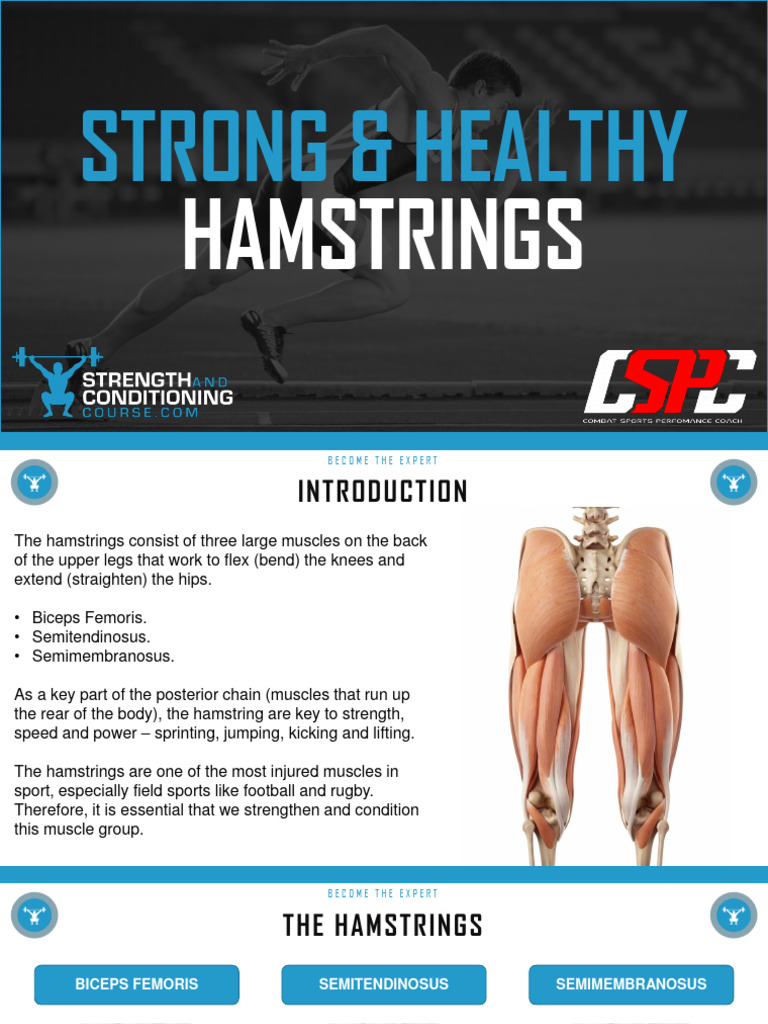 Strengthening and Stretching Hamstrings | PDF | Musculoskeletal System ...