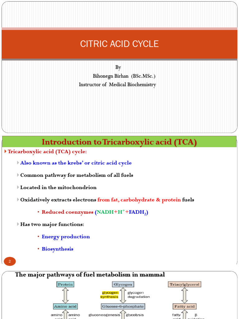Citric Acid Cycle & Metabolism Overview | PDF | Diet & Nutrition ...