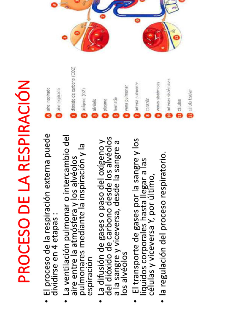 S11 Falla Ventilatoria Pdf