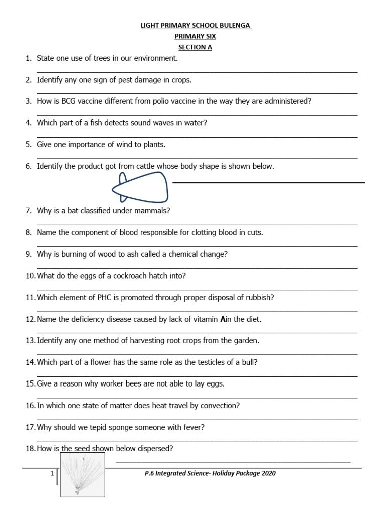 Primary 6 Science Exam Questions | PDF | Pest (Organism) | Plants