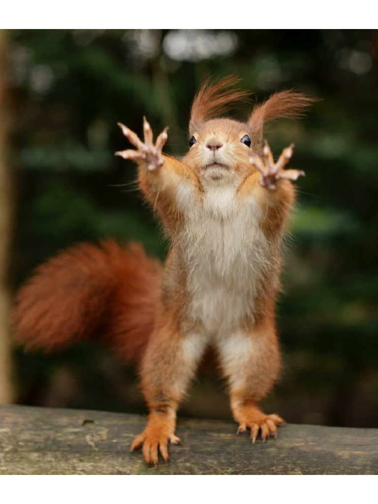 SQUIRREL | PDF