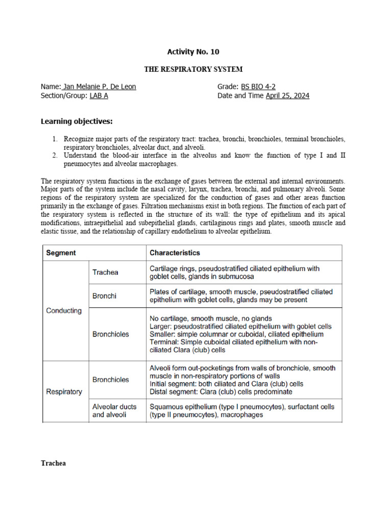 RESPIRATORY SYSTEM WORKSHEET PDF GRADE 10 visual data 7