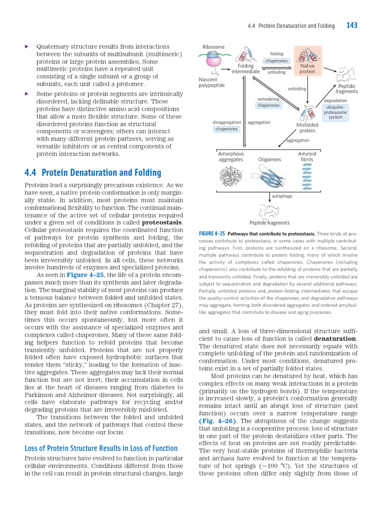 Chapter 4 Protein Folding Pdf Protein Folding Denaturation