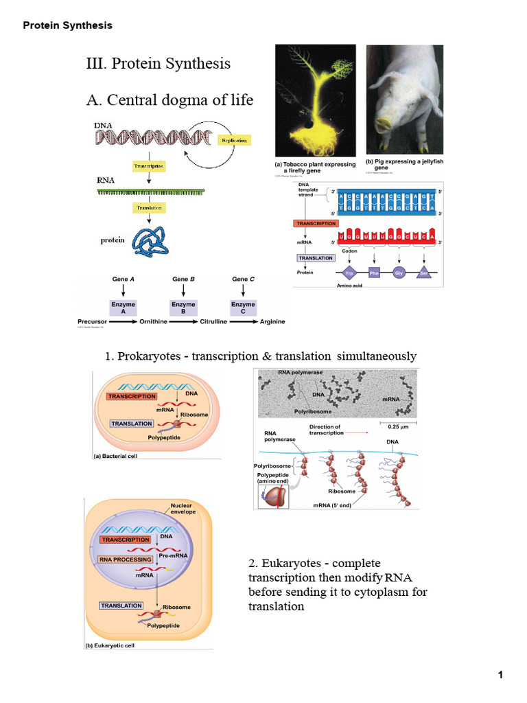 Protein Synthesis 2017 | PDF | Messenger Rna | Rna