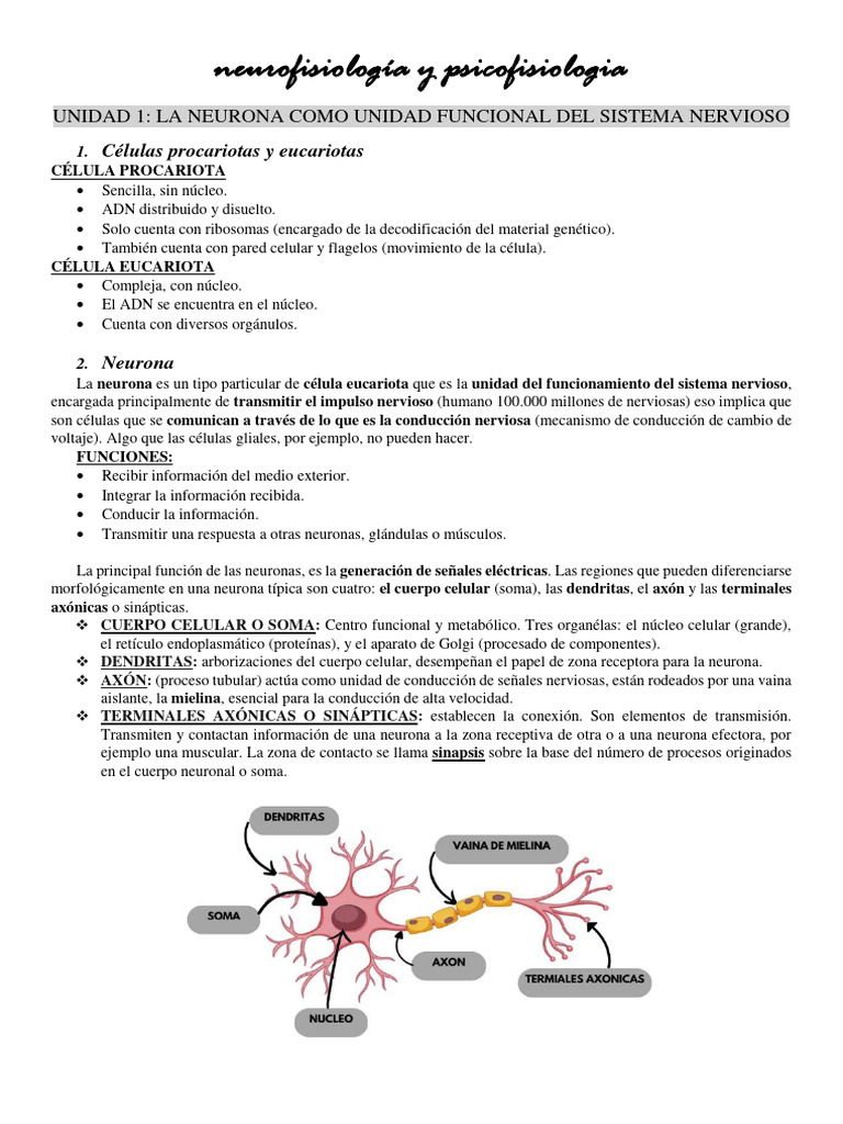 Resumen Primer Parcial - Neuro | PDF | Sinapsis | Potencial de acción