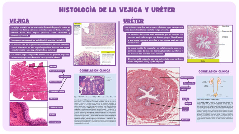 Estructura del Uréter y Vesícula Urinaria | PDF | Membrana mucosa ...