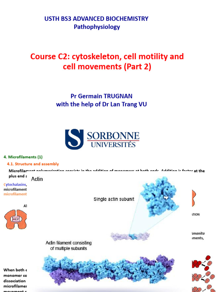 Advanced Biochem C2 Part 2 | PDF | Actin | Muscle Contraction