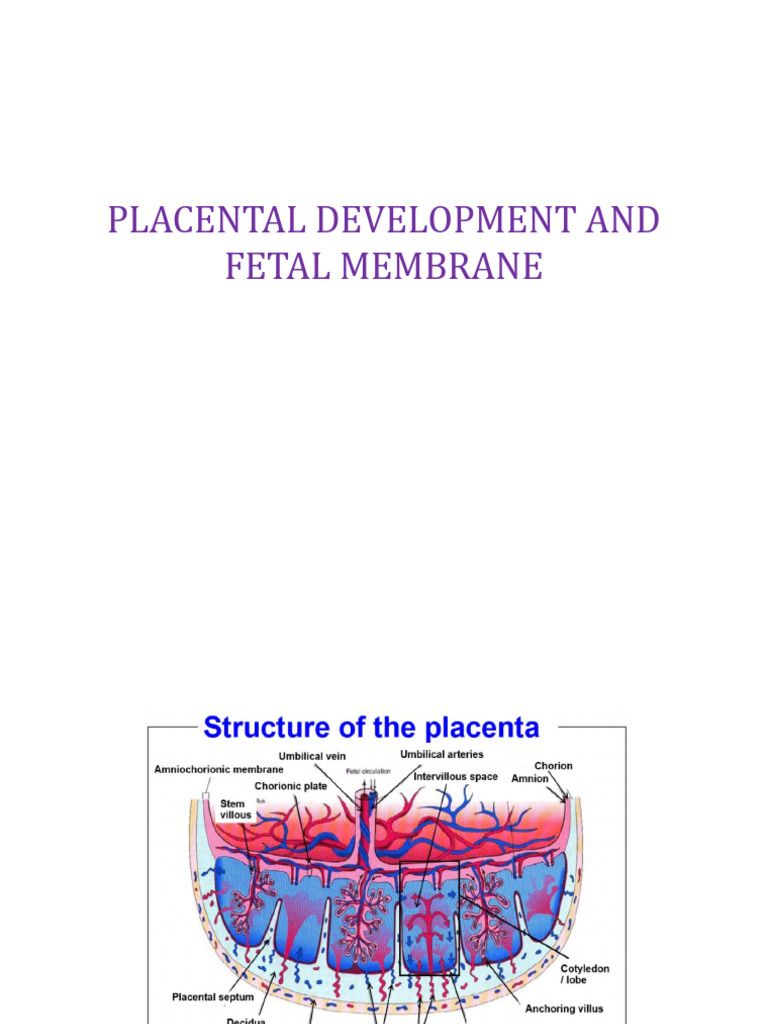 Placental Development and Functions Explained | PDF | Placenta | Childbirth