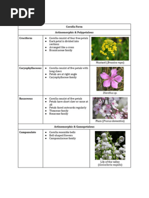 洋書 MORPHOLOGY OF PLANTS 8199VulWK5L._UF350,350_QL50_.jpg