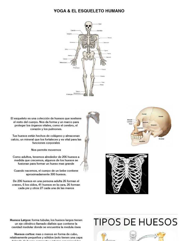 Esqueleto Humano | PDF | Articulación | La columna vertebral