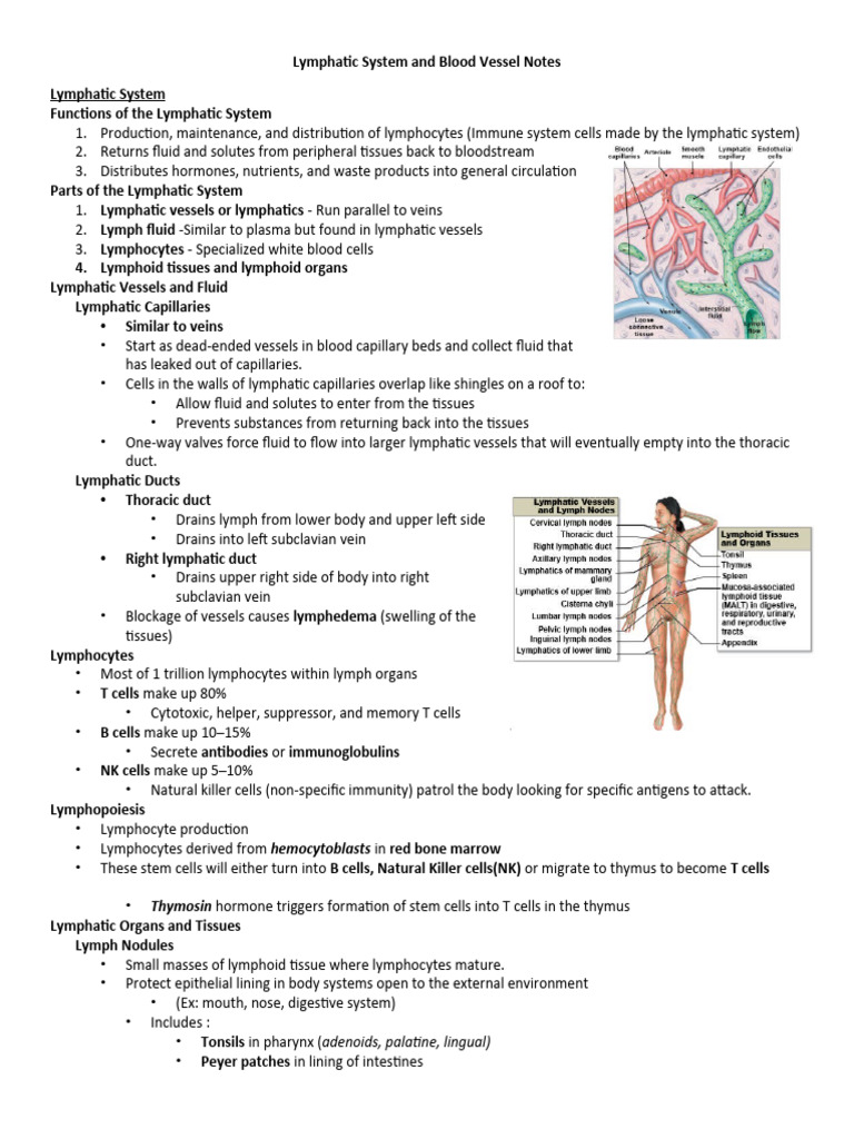 Lymphatic and Blood Vessel Notes | PDF | Lymphatic System | Artery