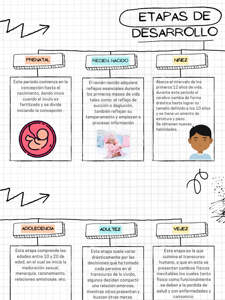 Etapas del Desarrollo Humano | PDF | Relaciones personales, crianza y ...
