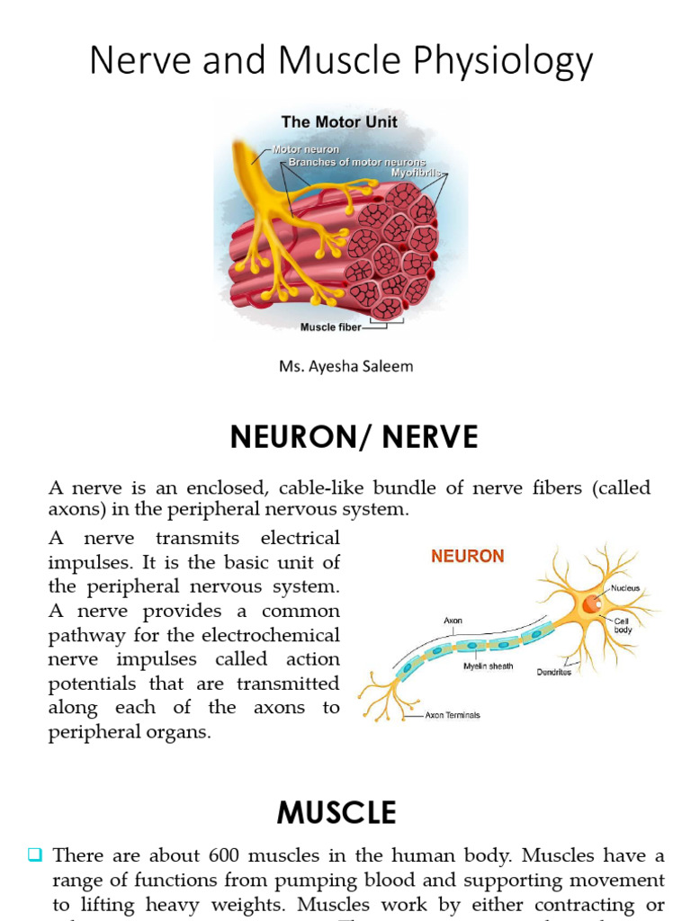 Nerve and Muscle Physiology Overview | PDF | Neurotransmitter ...