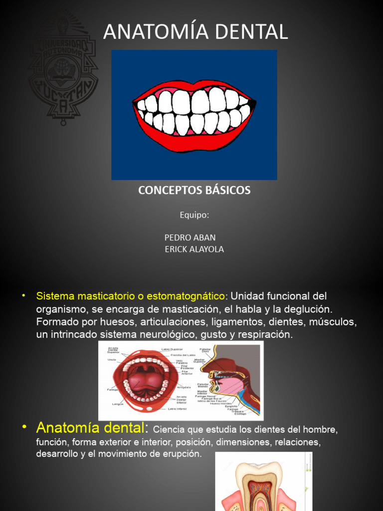 Anatomía Dental Final Descargar Gratis Pdf Diente Boca